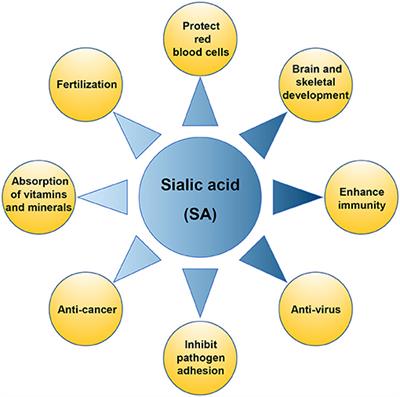 Studies and Application of Sialylated Milk Components on Regulating Neonatal Gut Microbiota and Health